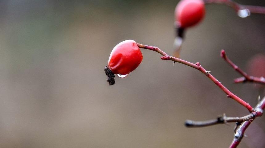 T&uuml;rkiye&rsquo;de Yetişen Kuşburnu T&uuml;rlerinin Y&uuml;zde 57&rsquo;si G&uuml;m&uuml;şhane&rsquo;de Bulunuyor