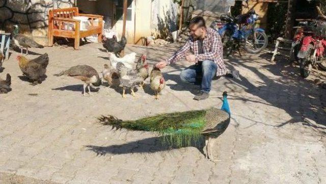 İnşaat Işçisi, Nesli Tükenen Kuşları Çoğaltıp Doğaya Kazandırıyor