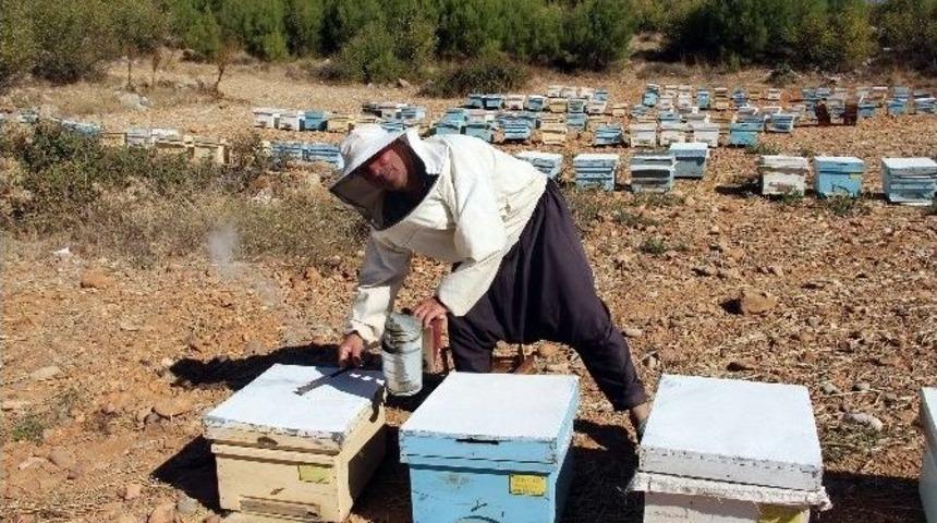 Arıcılar Kovan Desteklemelerini Bekliyor