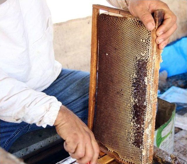 Arıcılar Kovan Desteklemelerini Bekliyor