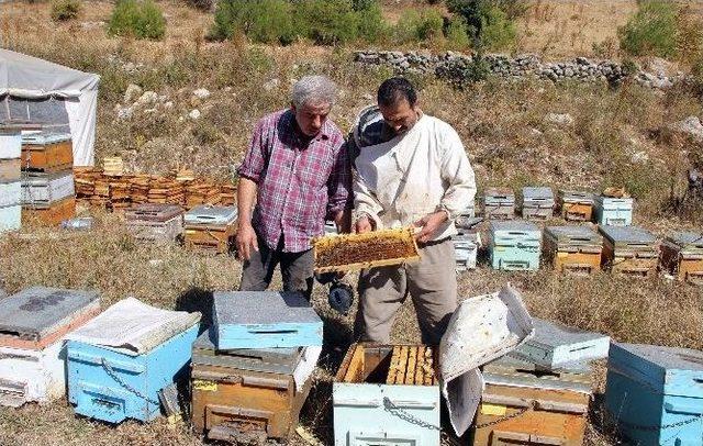 Arıcılar Kovan Desteklemelerini Bekliyor