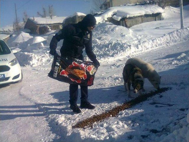 Polis Sokak Köpeklerini Doyurdu