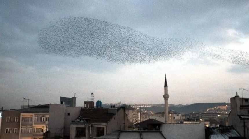 Sığırcık Kuşlarının Eskişehir Semalarındaki Dansı