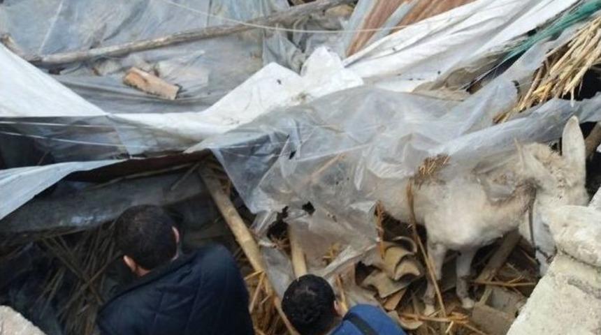 &Ccedil;&ouml;ken Ahırdaki 6 Hayvan Kurtarıldı