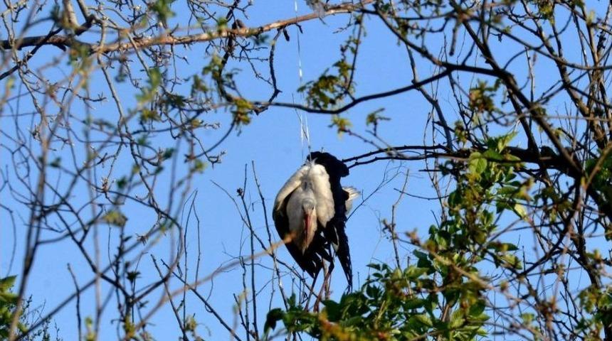 O Leylek Kurtarılamadı