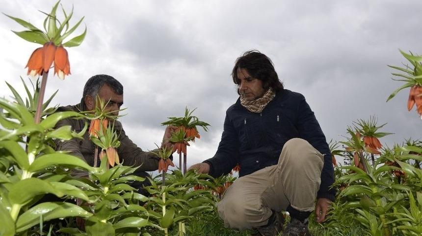 Pazar Sıkıntısı Yaşayan Ters Lale &Uuml;reticileri Destek Bekliyor