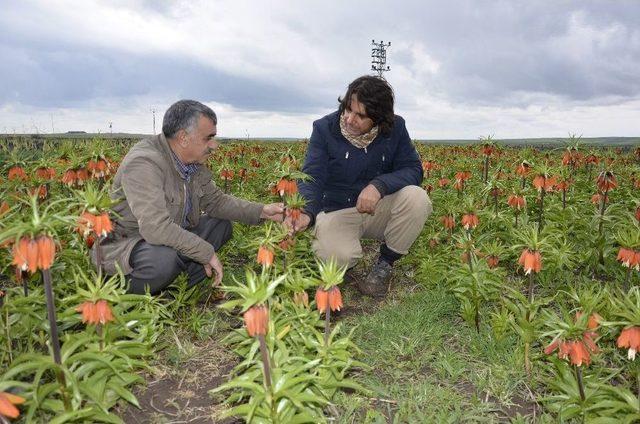 Pazar Sıkıntısı Yaşayan Ters Lale Üreticileri Destek Bekliyor