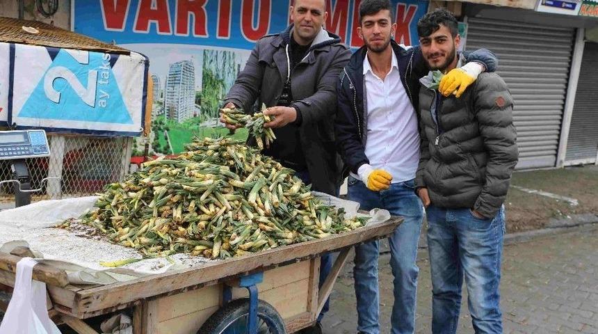 Baharın Müjdeleyicisi Gülbahar Bitkisi Çıktı