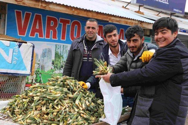 Baharın Müjdeleyicisi Gülbahar Bitkisi Çıktı