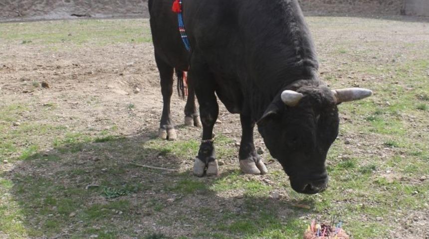 Şampiyon Boğasının Doğum G&uuml;n&uuml;n&uuml; Kutladı