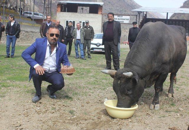Şampiyon Boğasının Doğum G&uuml;n&uuml;n&uuml; Kutladı 1