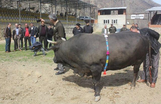 Şampiyon Boğasının Doğum G&uuml;n&uuml;n&uuml; Kutladı 2