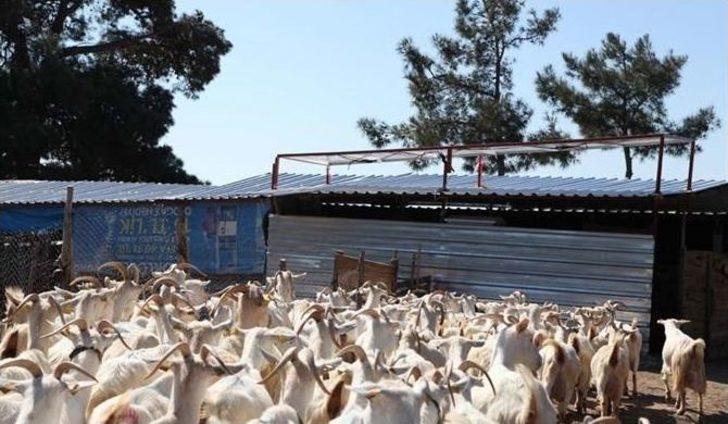 Aşağıokçular Ve Dümrek Köylerinde ‘süt Hijyeni Kursu’ Açıldı G3