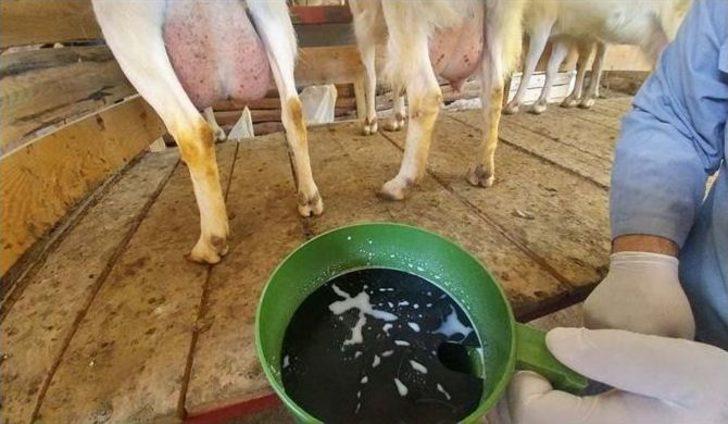 Aşağıokçular Ve Dümrek Köylerinde ‘süt Hijyeni Kursu’ Açıldı G4