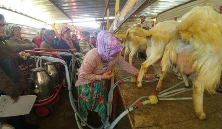 Aşağıokçular Ve Dümrek Köylerinde ‘süt Hijyeni Kursu’ Açıldı G5