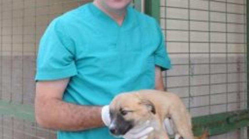 Fet&ouml; Sanığı Veterinere 5 Yıl Hapis Cezası