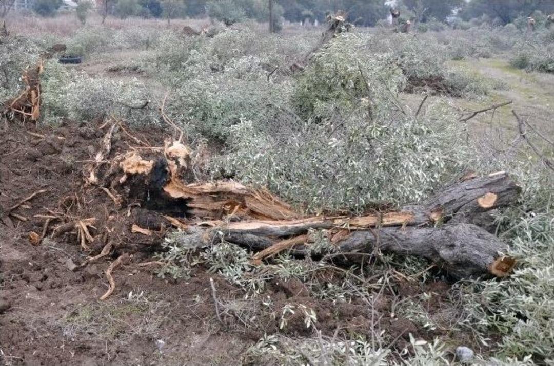 Milas&rsquo;ta Zeytin Ağa&ccedil;larını Seyrelteceğiz Diyerek Telef Ettiler
