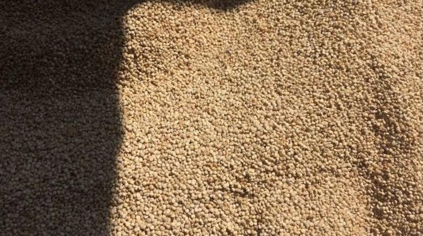 2. Kinoa Yetiştiriciliği Kongresi, İstanbul&rsquo;da Ger&ccedil;ekleştirilecek