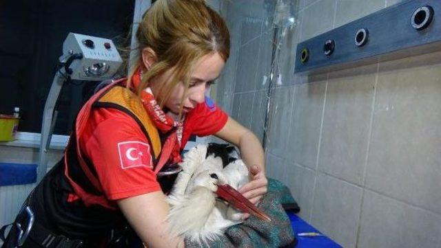 O Leylek Yaşama Tutunamadı 1