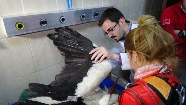 O Leylek Yaşama Tutunamadı 3