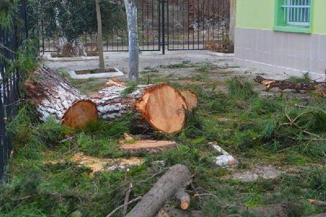 Cami Bah&ccedil;esindeki Ağa&ccedil; Kesimine Tepki 1