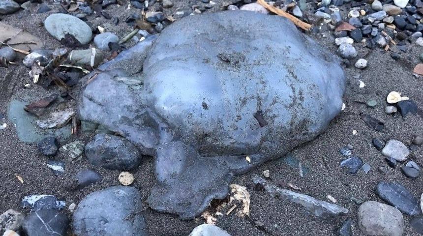 Hatay&rsquo;da Denizanaları Kıyıya Vurdu