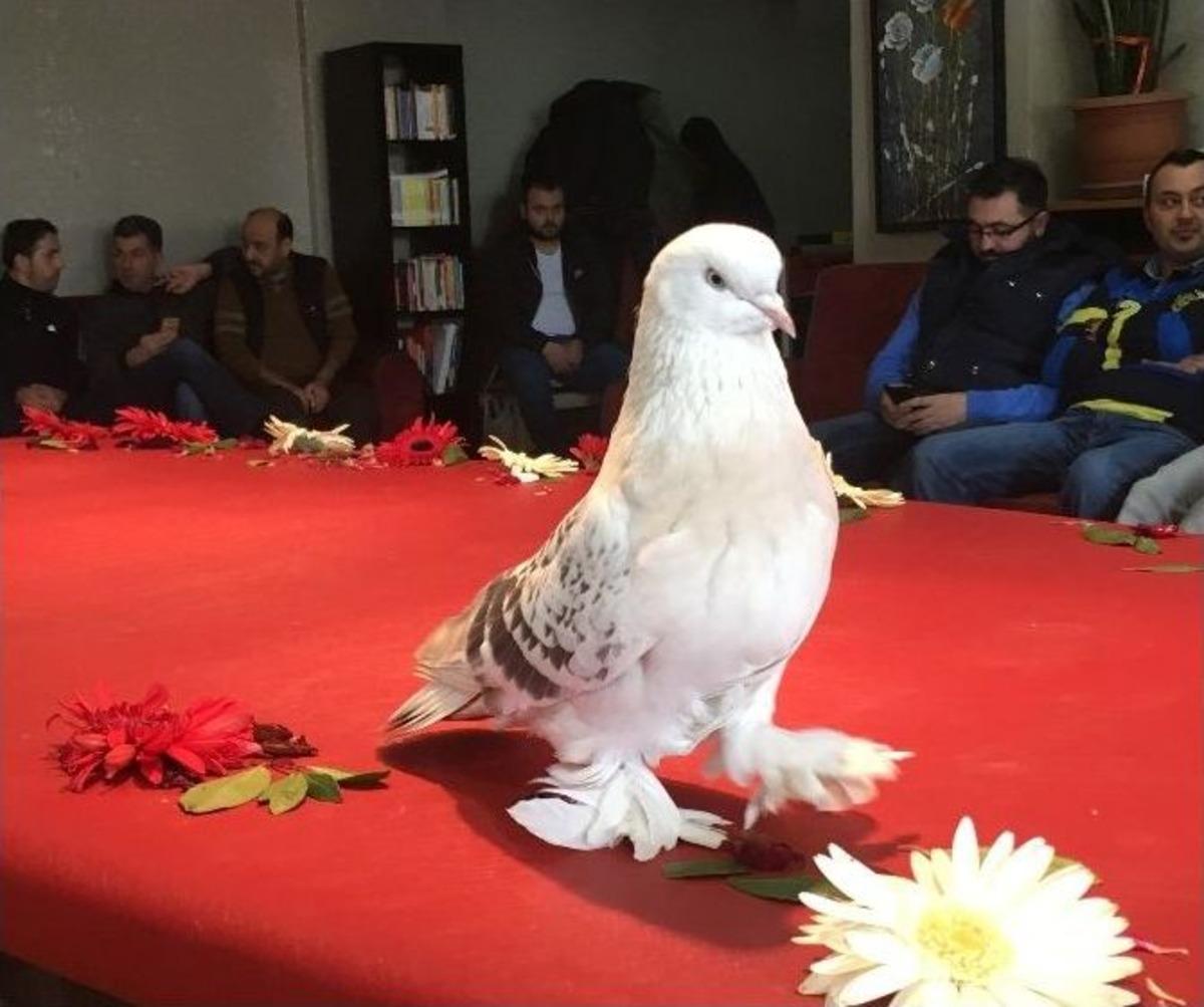 L&uuml;ks Ara&ccedil; Fiyatına G&uuml;vercin