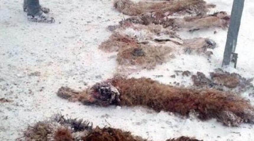 &Ccedil;ığ Altında Kalan 120 K&uuml;&ccedil;&uuml;kbaş Hayvan Telef Oldu