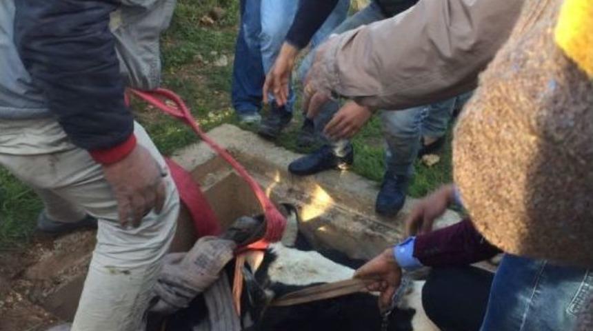 Kuyuya D&uuml;şen İnek Kep&ccedil;eyle Kurtarıldı