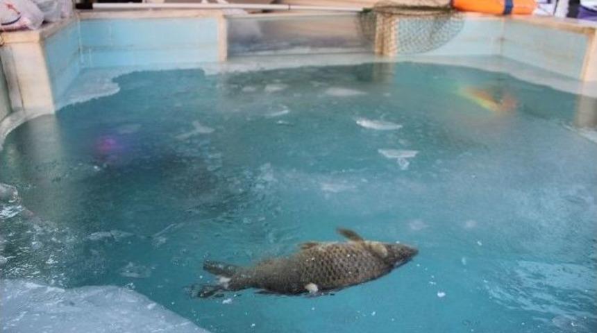 Balıklar Buz Tutan Havuzda Telef Oldu