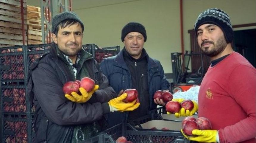 Ortadoğu&rsquo;ya Elma İhracatı Başladı
