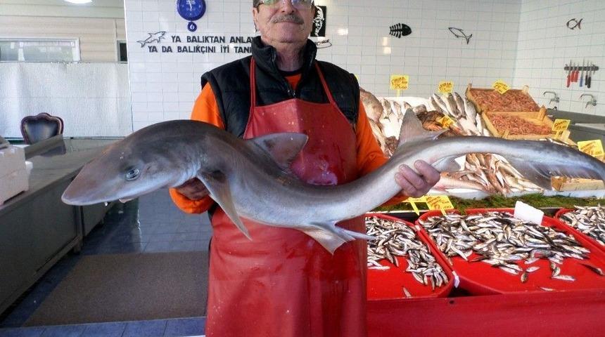 Marmara Denizinde Ağlara K&ouml;pek Balığı Takıldı
