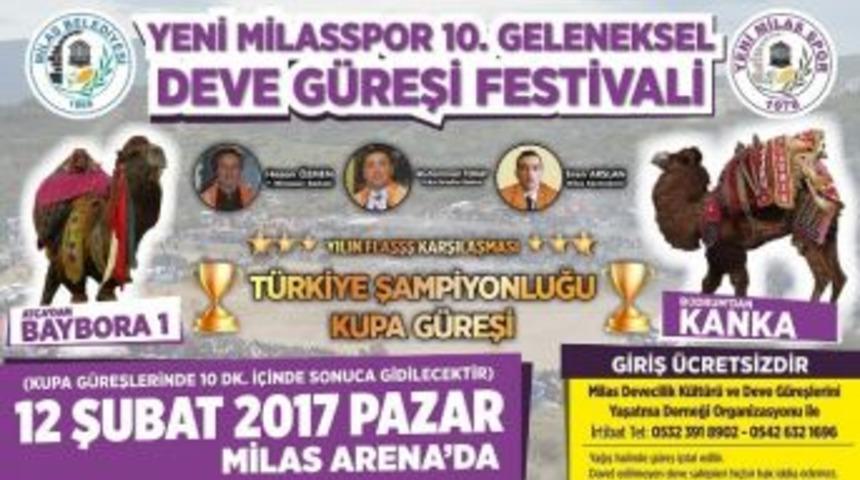 Milas&rsquo;ta 10. Geleneksel Deve G&uuml;reşi Festivali Heyecanı
