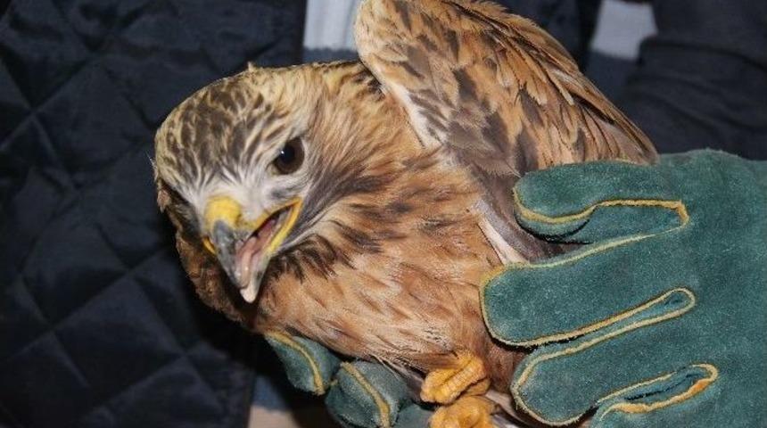 Vatandaşın Duyarlılığı Şahini &Ouml;l&uuml;mden Kurtardı