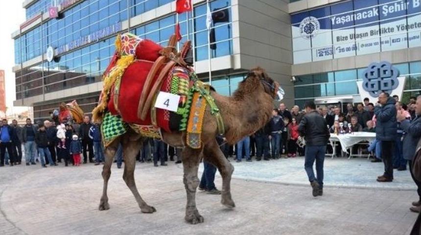 Biga&rsquo;da Deve G&uuml;zeli Yarışması