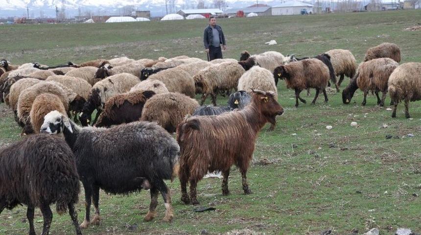 Muş&rsquo;ta 6 Bin Tl Maaşla &Ccedil;oban Aranıyor