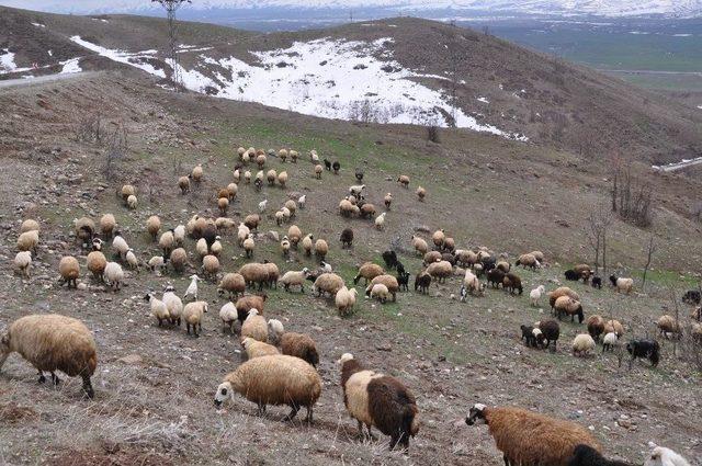 Muş’ta 6 Bin Tl Maaşla Çoban Aranıyor