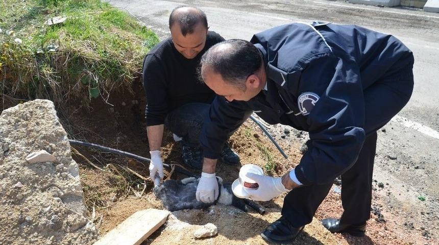 Polis, Yaralı K&ouml;peğe Sahip &Ccedil;ıktı