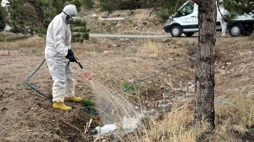 Talas Larvalara Karşı İlaçlanıyor