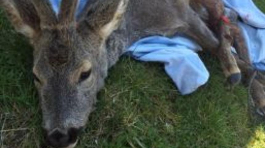 Yaralı Karacaya Jandarma Şefkati