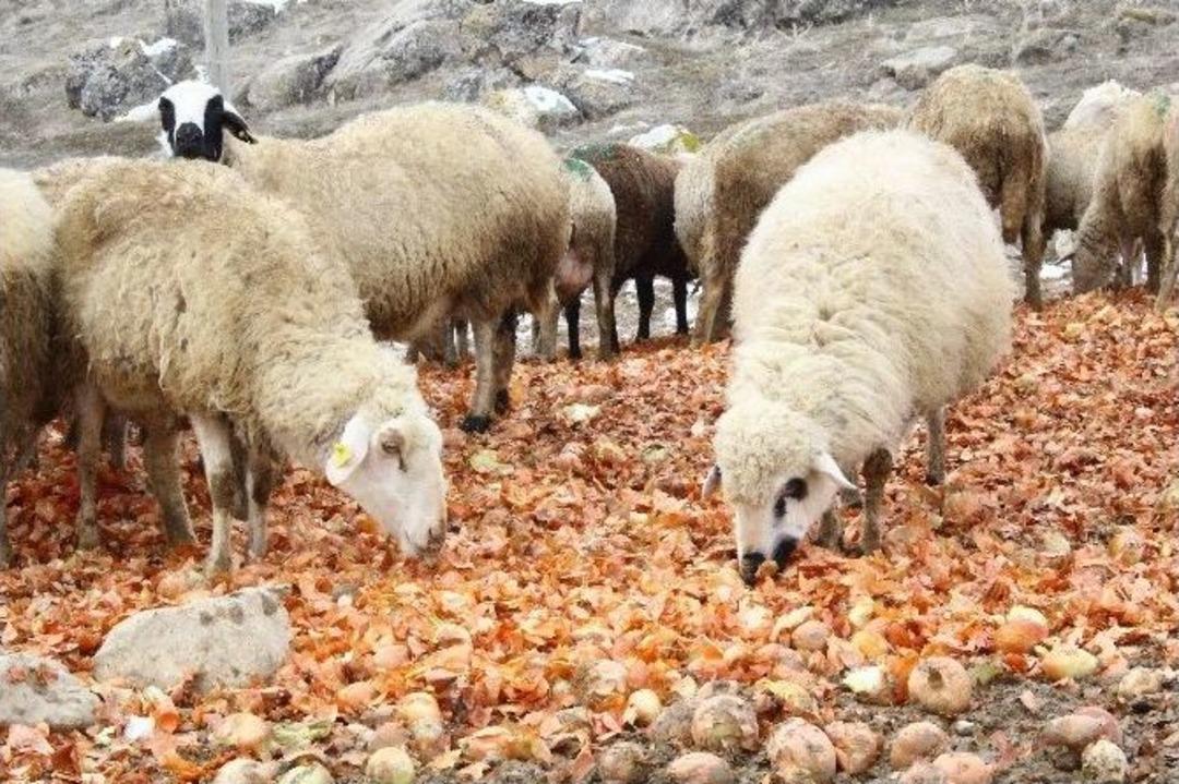 (&ouml;zel Haber) Soğanlar Depolarda Kaldı