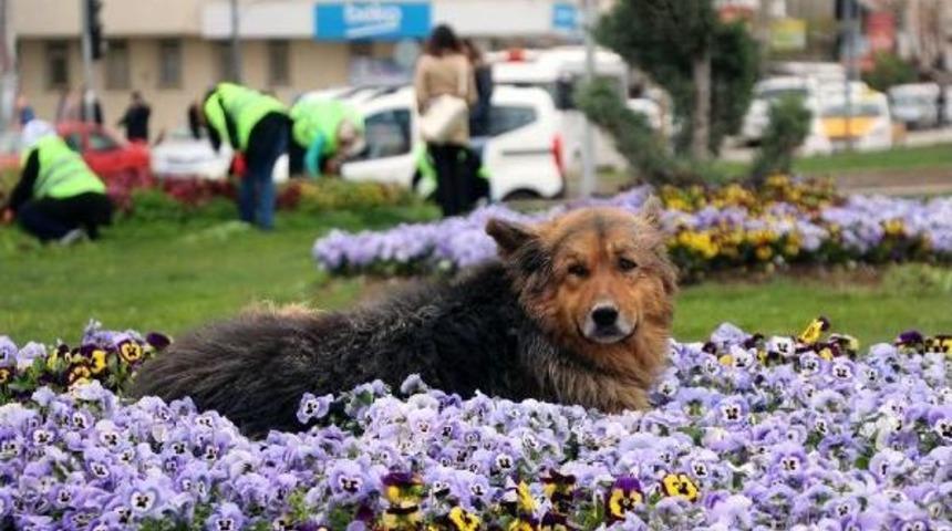 Menekşelerin Arasına Yatan K&ouml;pek Ilgi Odağı Oldu