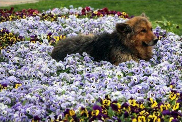 Menekşelerin Arasına Yatan Köpek Ilgi Odağı Oldu