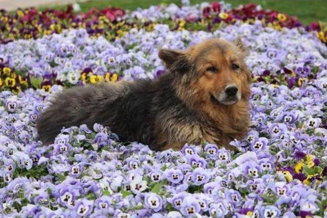 Menekşelerin Arasına Yatan Köpek Ilgi Odağı Oldu