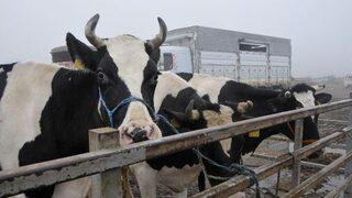 Trakya’nın Holstein Süt İneği Türkiye’nin Her Bölgesinden Talep Görüyor