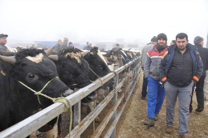Trakya’nın Holstein Süt İneği Türkiye’nin Her Bölgesinden Talep Görüyor G1