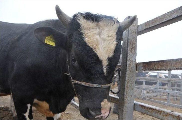 Trakya’nın Holstein Süt İneği Türkiye’nin Her Bölgesinden Talep Görüyor G2