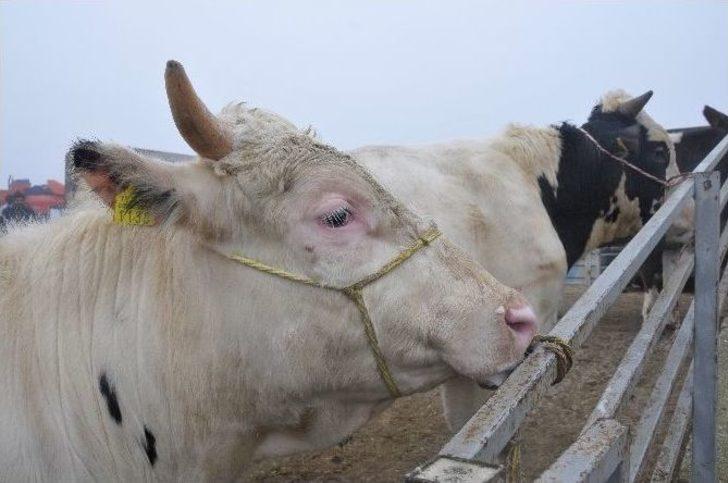 Trakya’nın Holstein Süt İneği Türkiye’nin Her Bölgesinden Talep Görüyor G3