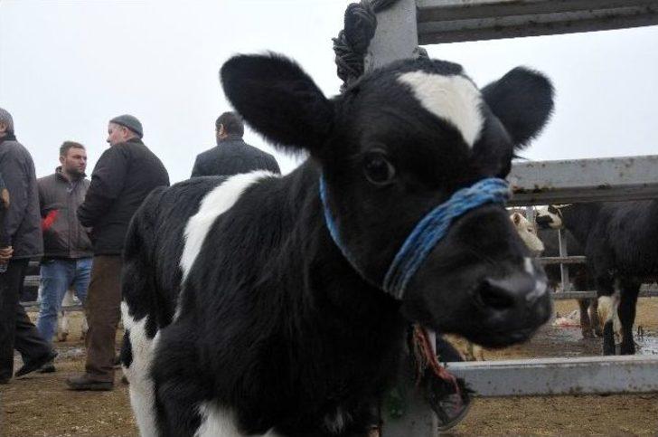 Trakya’nın Holstein Süt İneği Türkiye’nin Her Bölgesinden Talep Görüyor G4