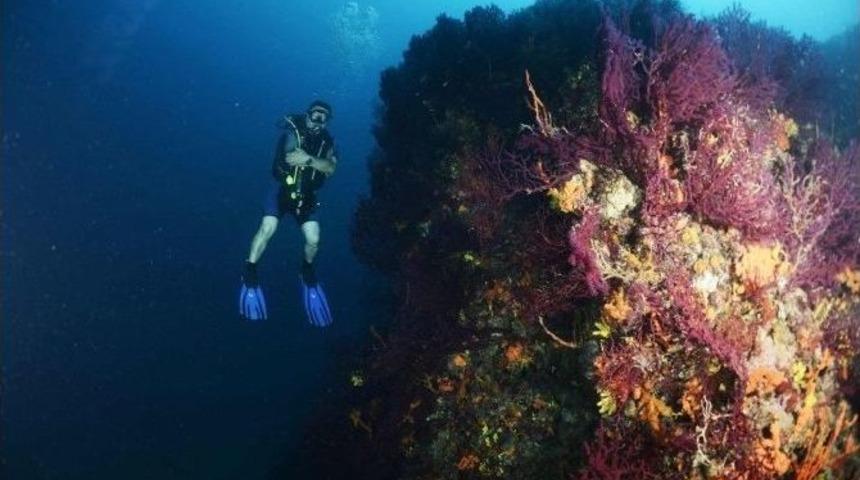Ayvalık&rsquo;ta Asırlık Mercanlara Koruma Planı